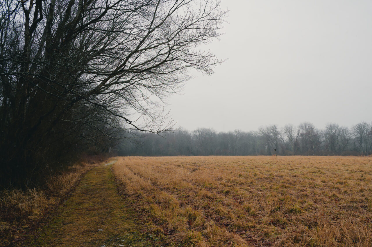 Curving mowed path along bare trees at Daniel Webster Wildlife Sanctuary under hazy winter skies.