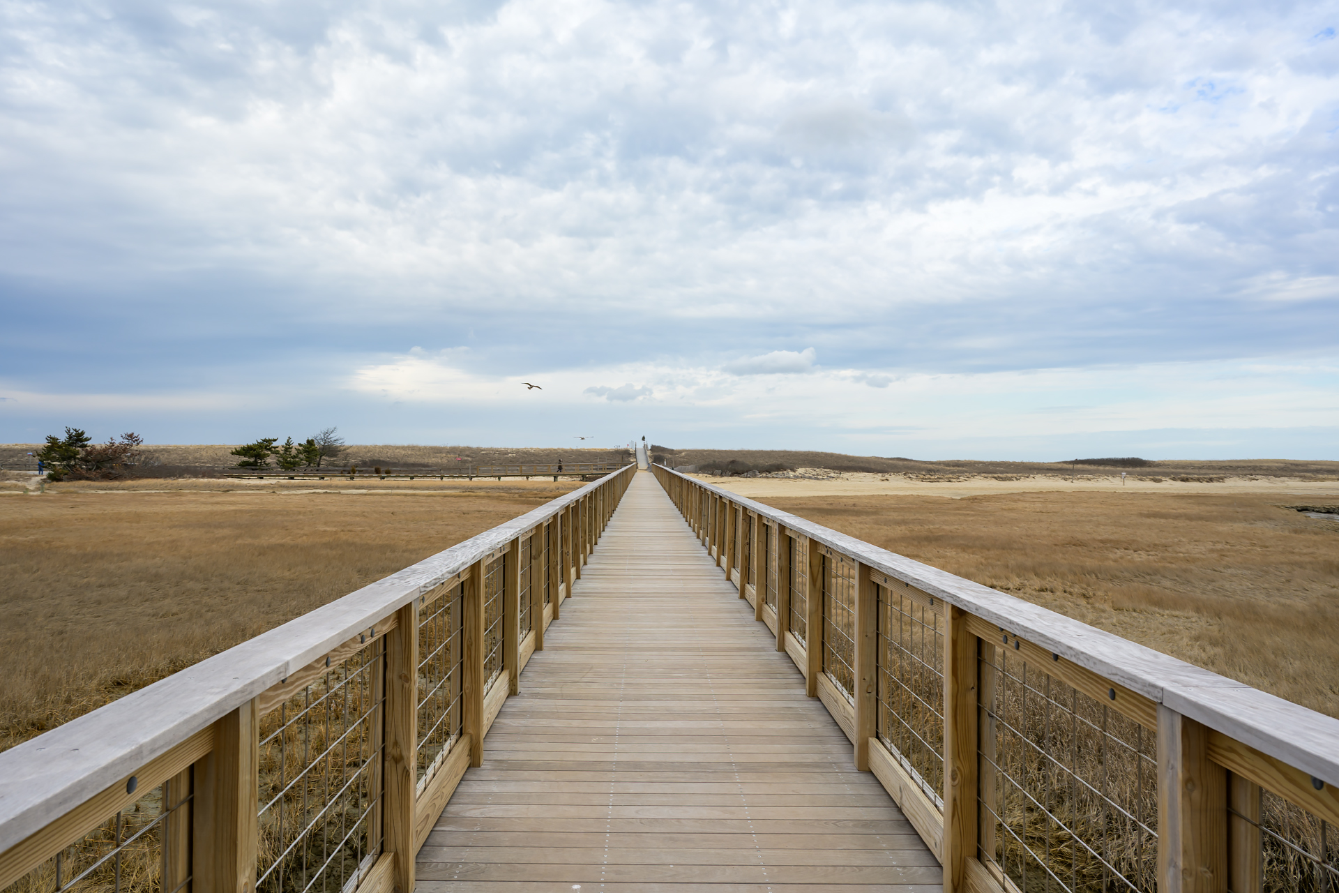 A Winter Stroll Along the Sandwich Boardwalk