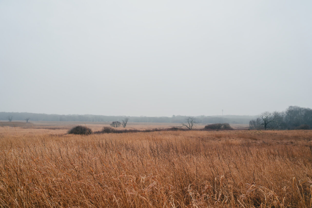 One of the many beautiful open fields at Daniel Webster Wildlife Sanctuary, with trees softened by winter haze.