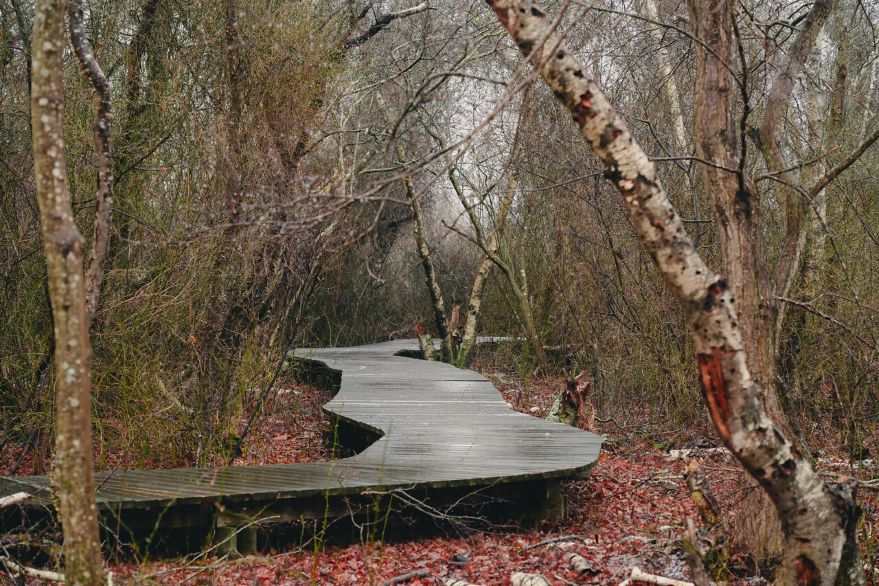 Wet wooden boardwalk through bare birch trees at Daniel Webster Wildlife Sanctuary in winter.