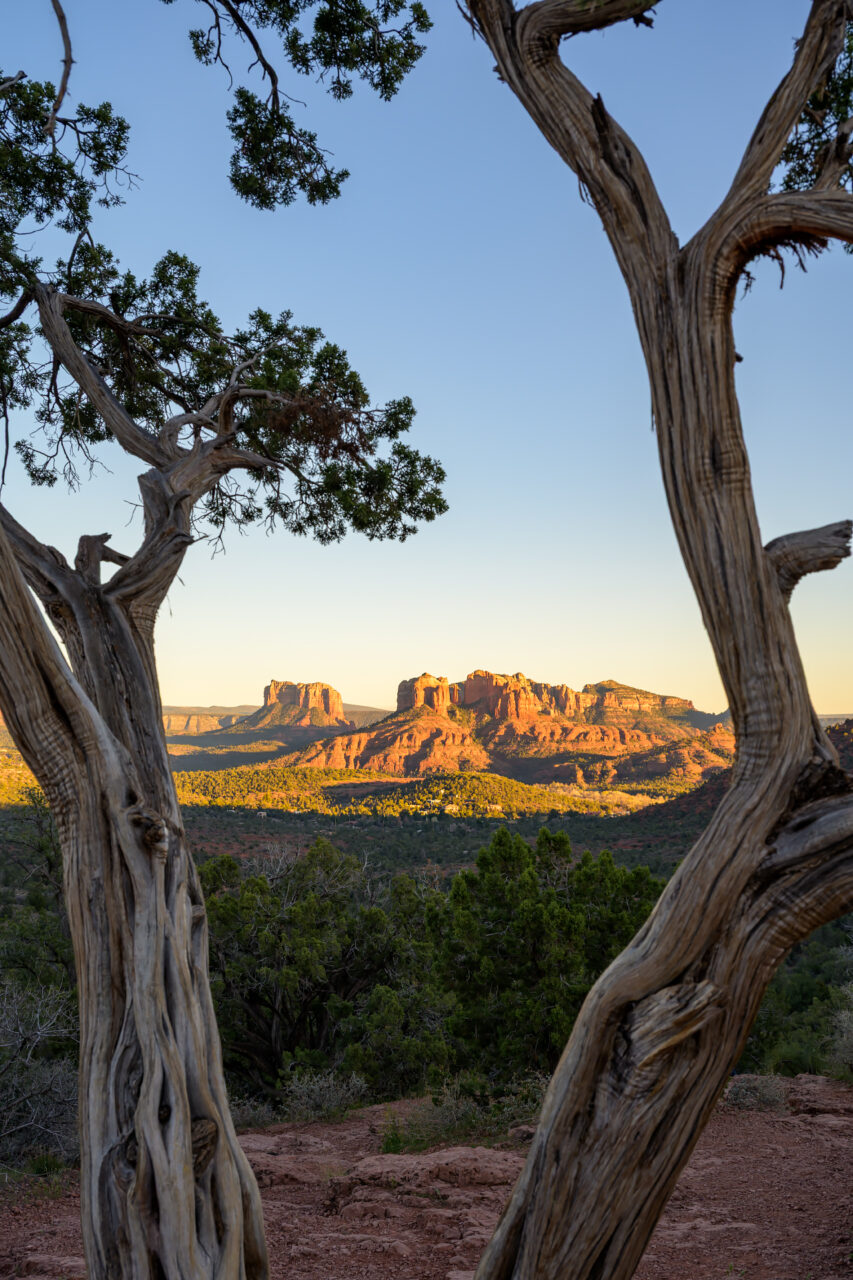 Twisted juniper trees framing Cathedral Rock at sunrise from Lover's Knoll, Sedona.