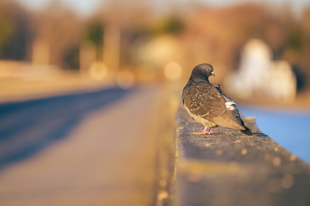 A Pigeon perched on the Powder Point Bridge in Duxbury railing in warm early morning light.