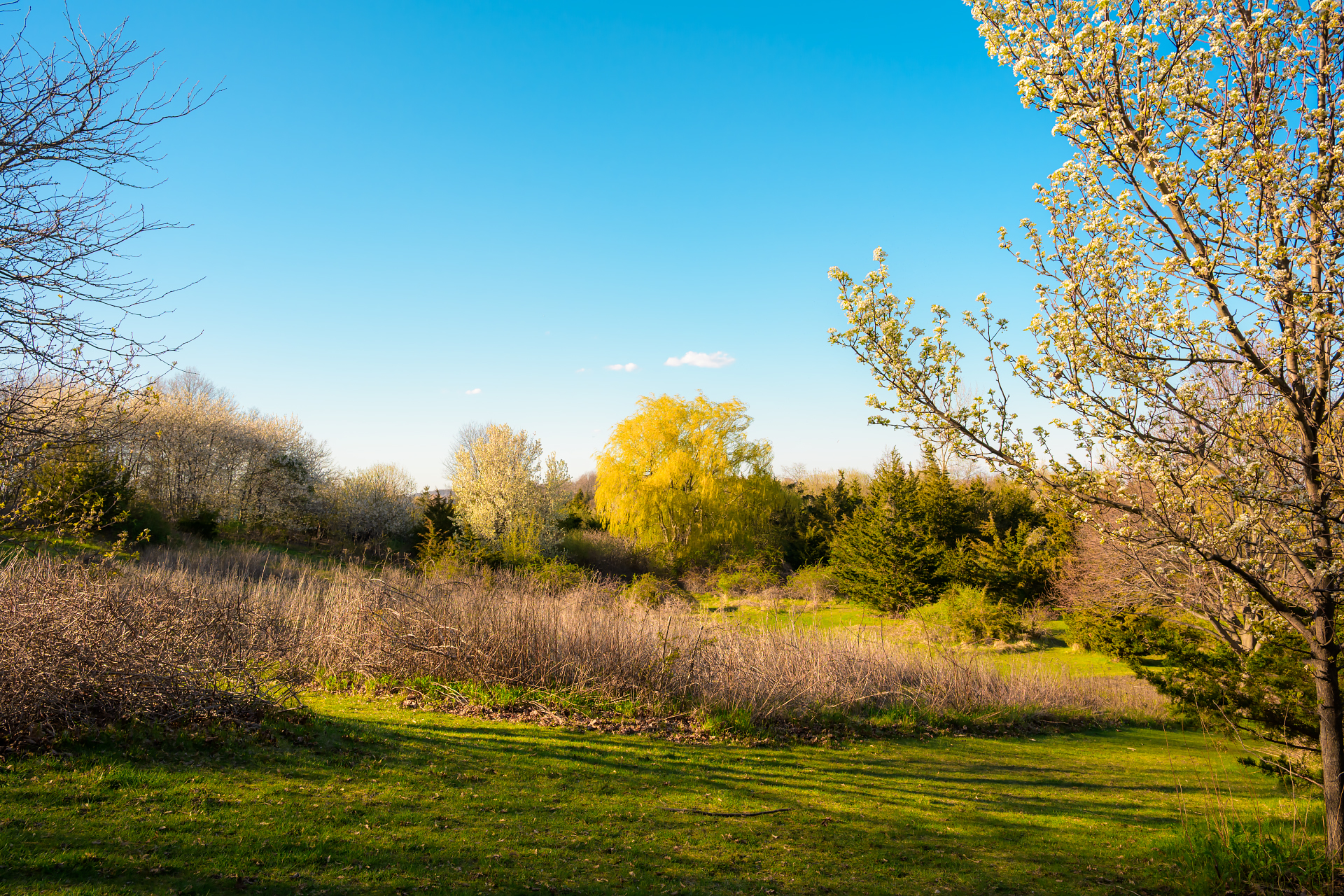 Along the Way — April 26, 2026 — Webb Memorial State Park