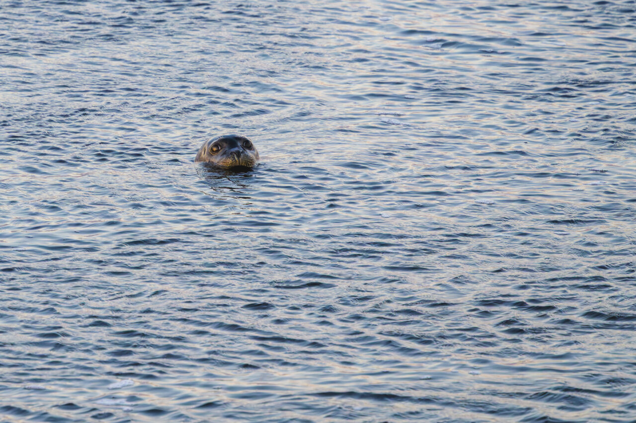 Close-up of a harbor seal poking its head above the water at Damon's Point.