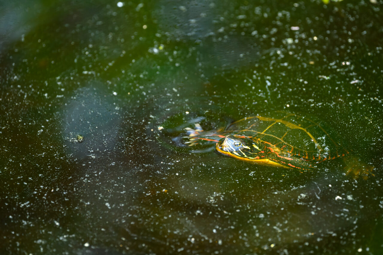 A painted turtle glides just beneath the surface of Aaron River Reservoir, its orange-striped shell and head visible through the green-tinted water.