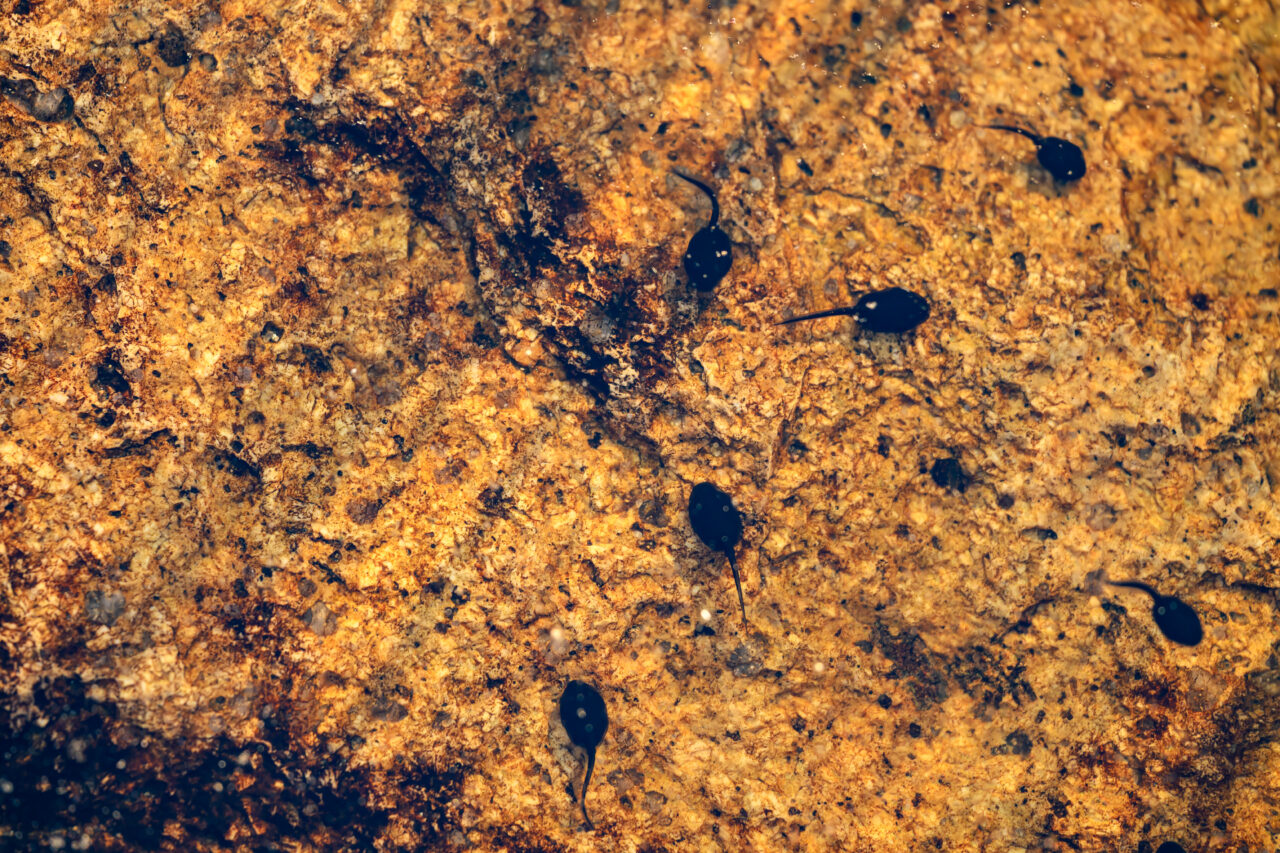 A cluster of tadpoles drifts over a golden-brown submerged rock at Aaron River Reservoir in Norwell, MA.