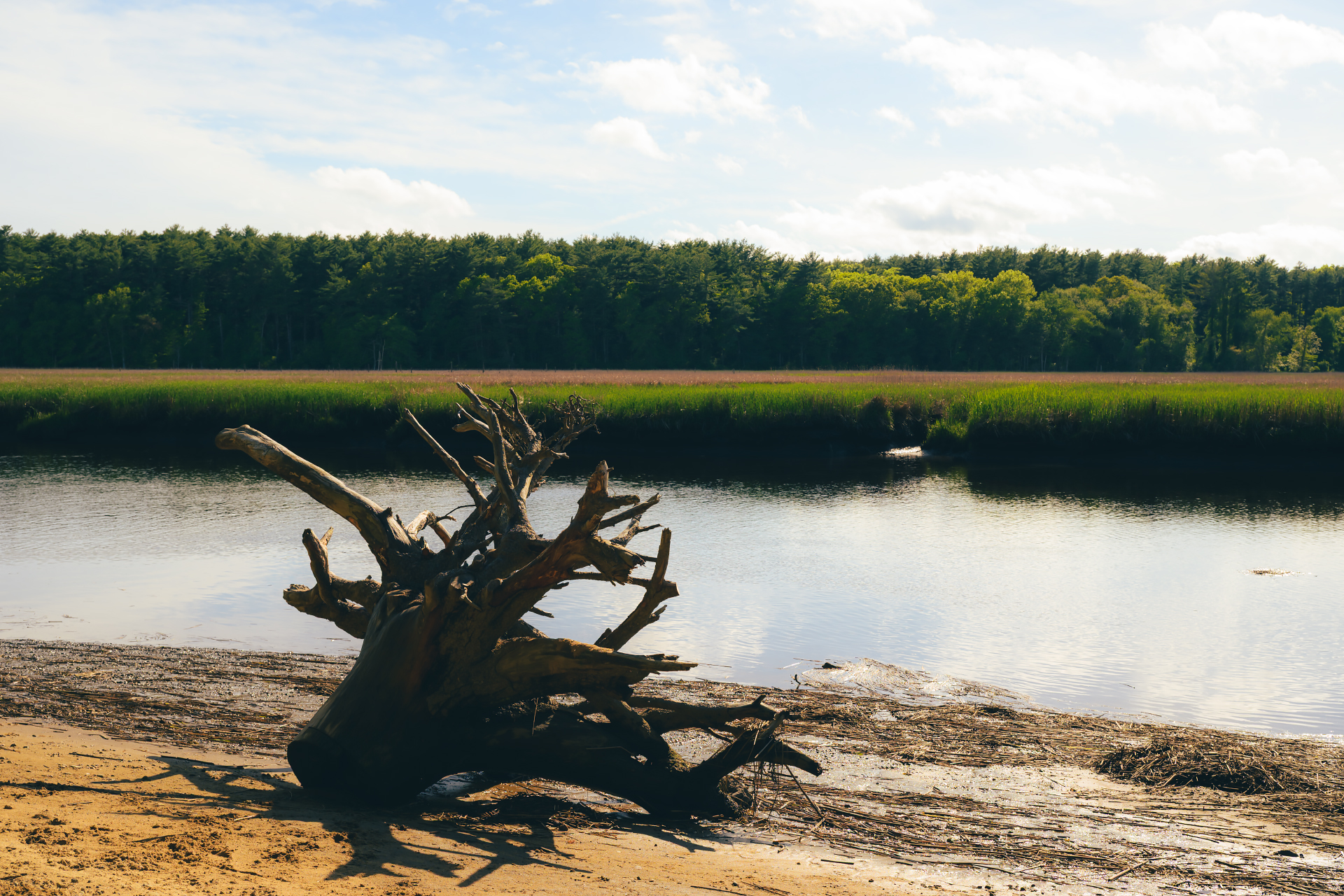 Weathered driftwood resting along the shoreline at Couch Beach in Marshfield beside the North River marsh in late afternoon light.