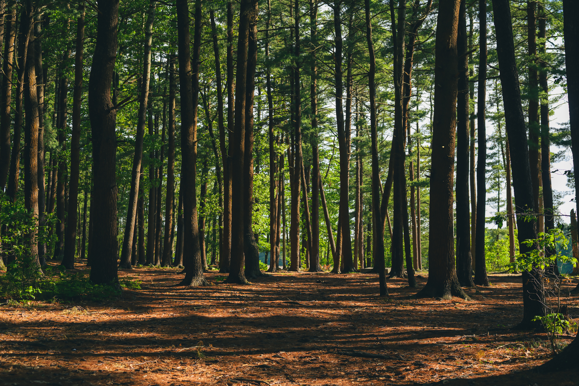Tall pine trees and filtered afternoon light along the wooded trail leading to Couch Beach in Marshfield.