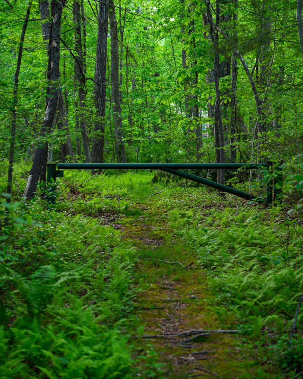 An old green metal trail gate stands across a grassy path carpeted with bright ferns at Norris Reservation in Norwell.