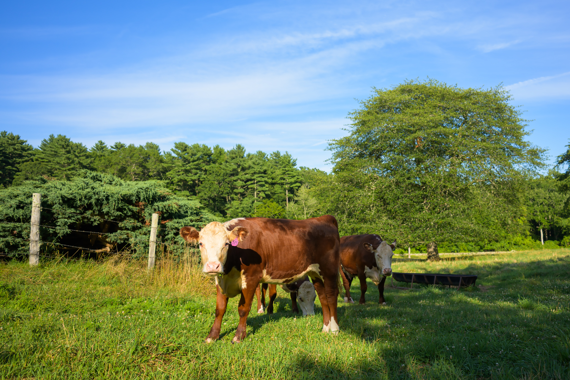 Hereford cattle grazing in a green summer pasture backed by pine and deciduous trees at Little Acres farm in Marshfield, Massachusetts.