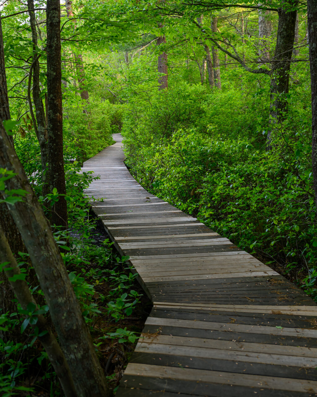 A long, rustic wooden boardwalk curves its way through a lush, vibrant green swamp forest trail at Norris Reservation in Norwell.