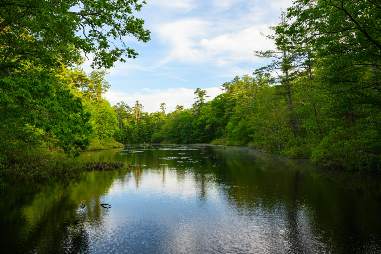 Green lily pads scatter across the surface of a quiet pond surrounded by thick summer woods at Norris Reservation in Norwell.