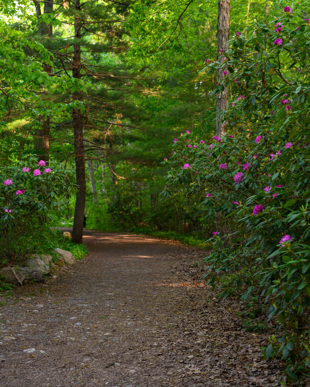 Bright pink rhododendron bushes bloom alongside a wide, shaded dirt path at Norris Reservation in Norwell.