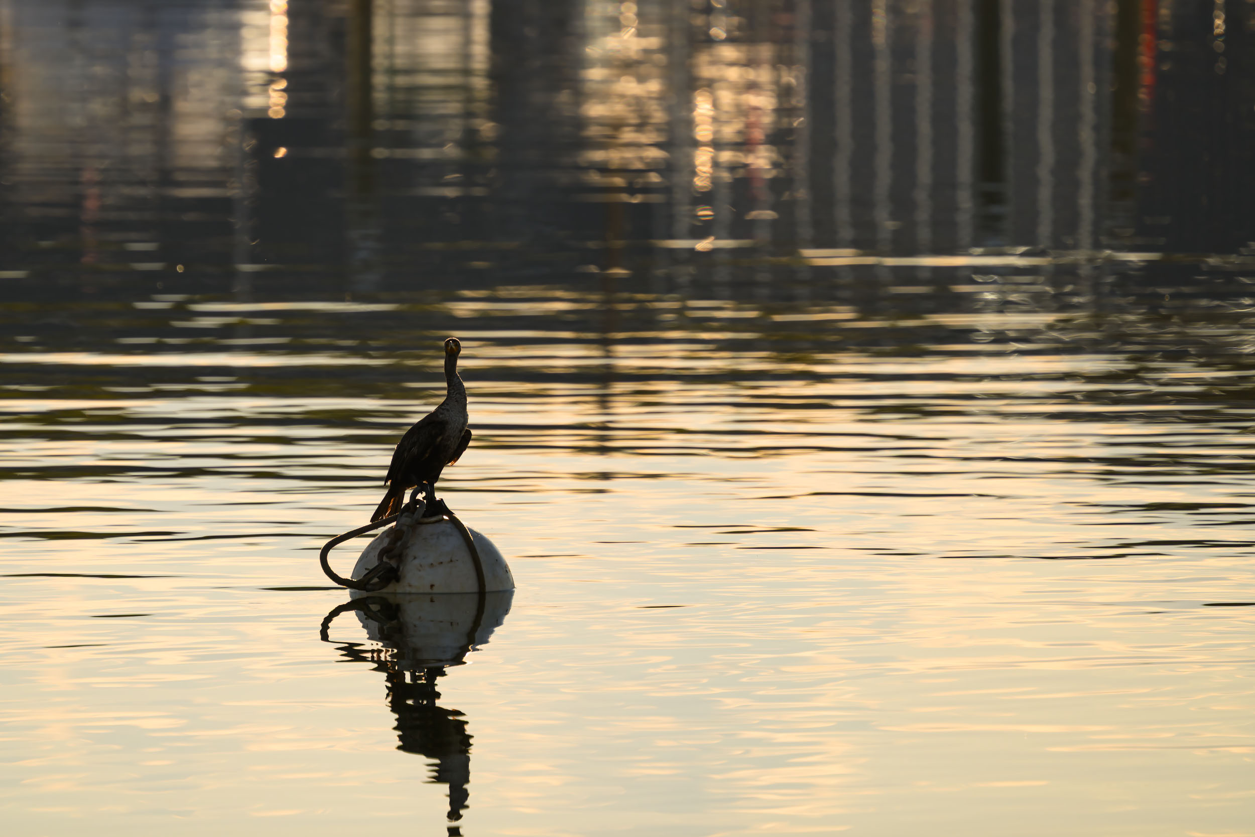 Double-crested cormorant on mooring buoy in Brant Rock Marshfield harbor.
