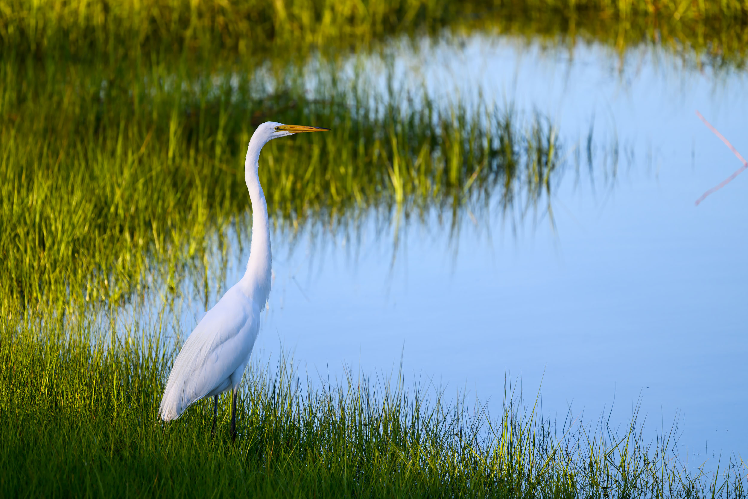 Great egret standing in salt marsh grass at Green Harbor in Marshfield.
