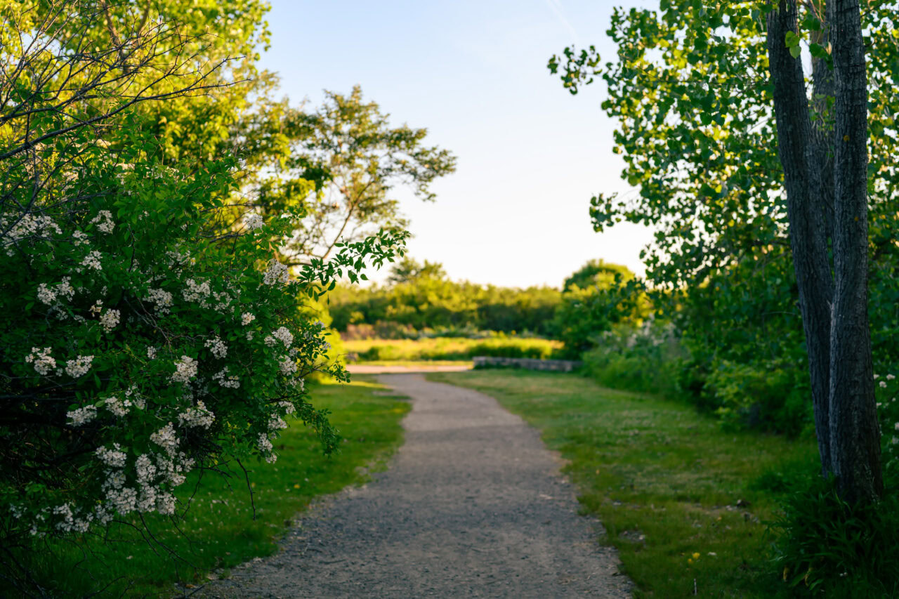 A walking path through Squantum Point Park in Quincy, Massachusetts, lined with flowering white shrubs and green trees in warm evening light.