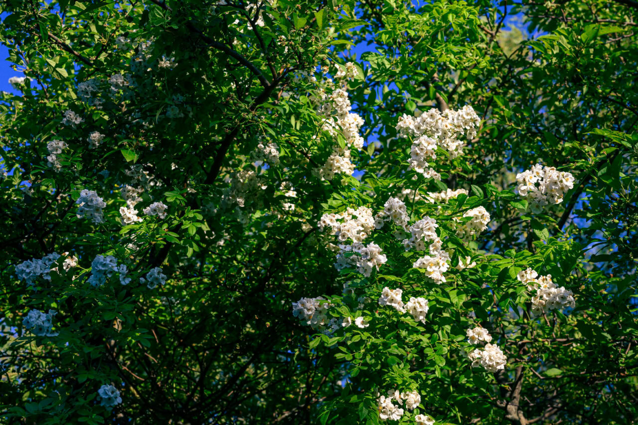 White flowering tree branches in full bloom against a deep blue sky at Squantum Point Park in Quincy, Massachusetts.