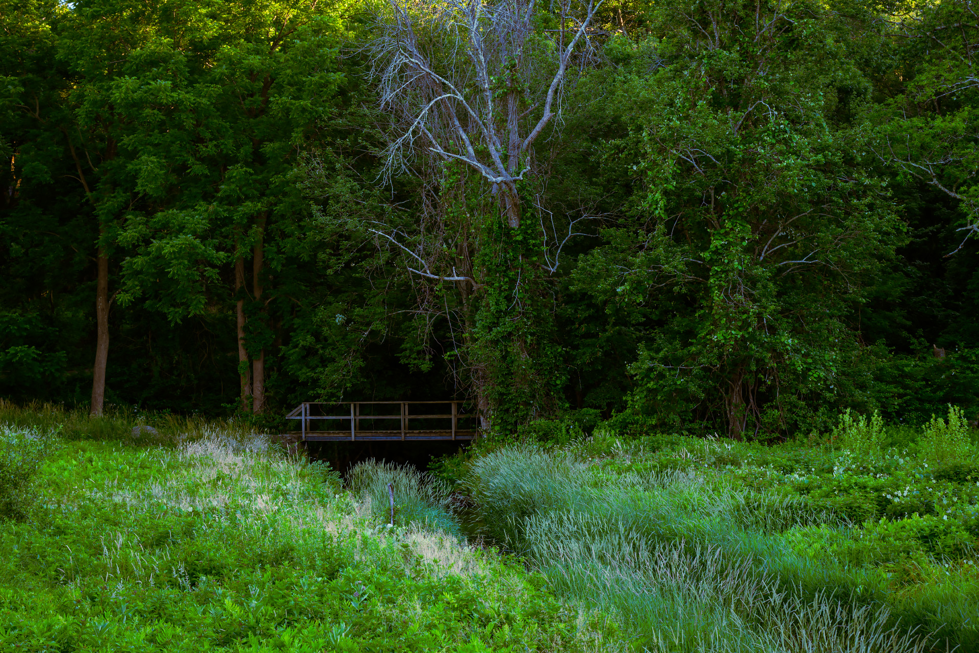 Wooden footbridge over wetland marsh at Weir River Farm, Hingham MA.
